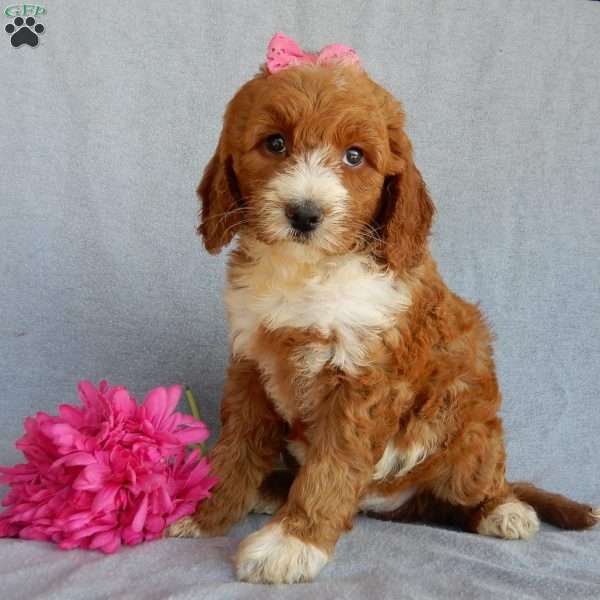 Lucy (medium), Goldendoodle Puppy